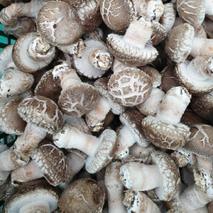 [경주청운농장] 생표고버섯 1kg