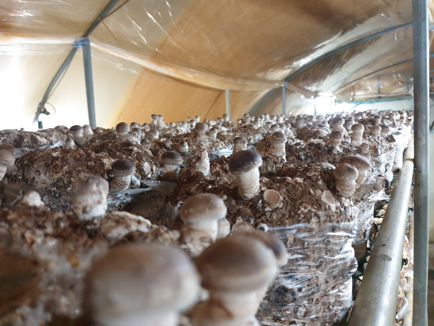 [미소버섯농원] 표고버섯 1kg
