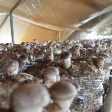 [미소버섯농원] 표고버섯 1kg