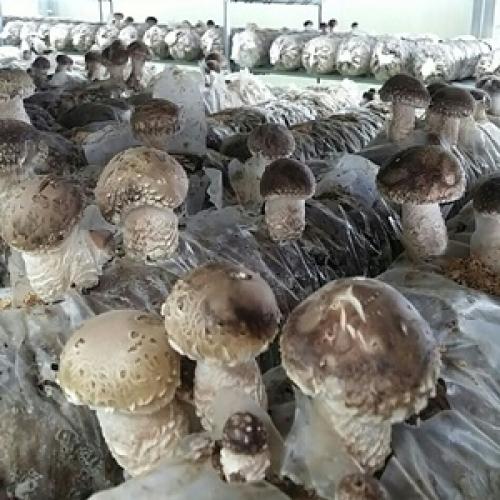 [광명협동조합] 무농약 광명버섯분말 50g